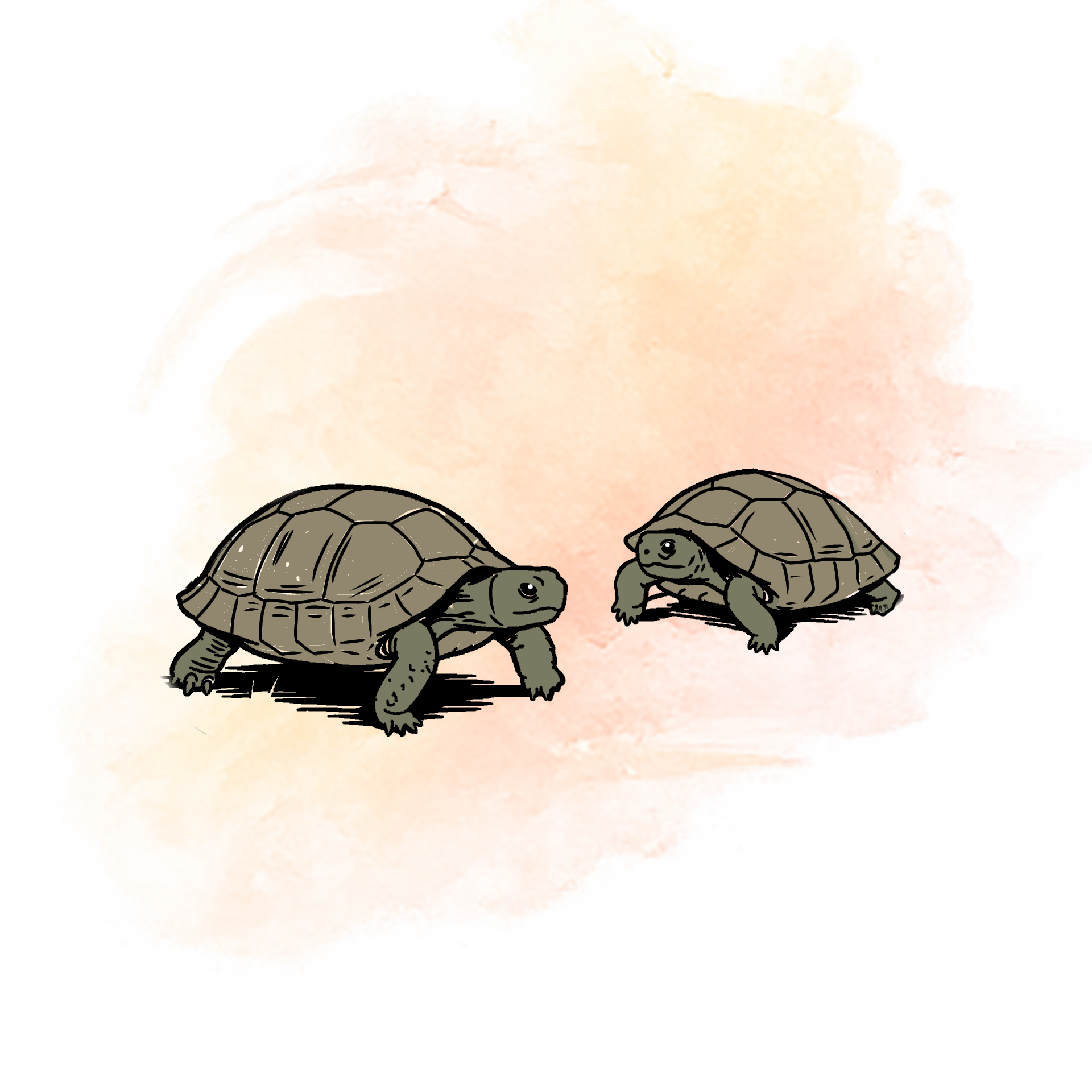Illustration of pancake tortoise.
