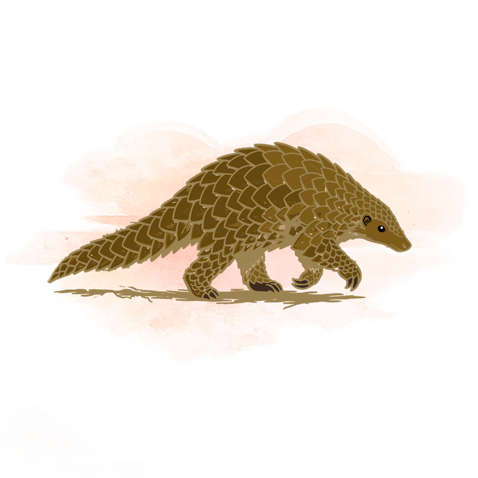 Illustration of pangolins