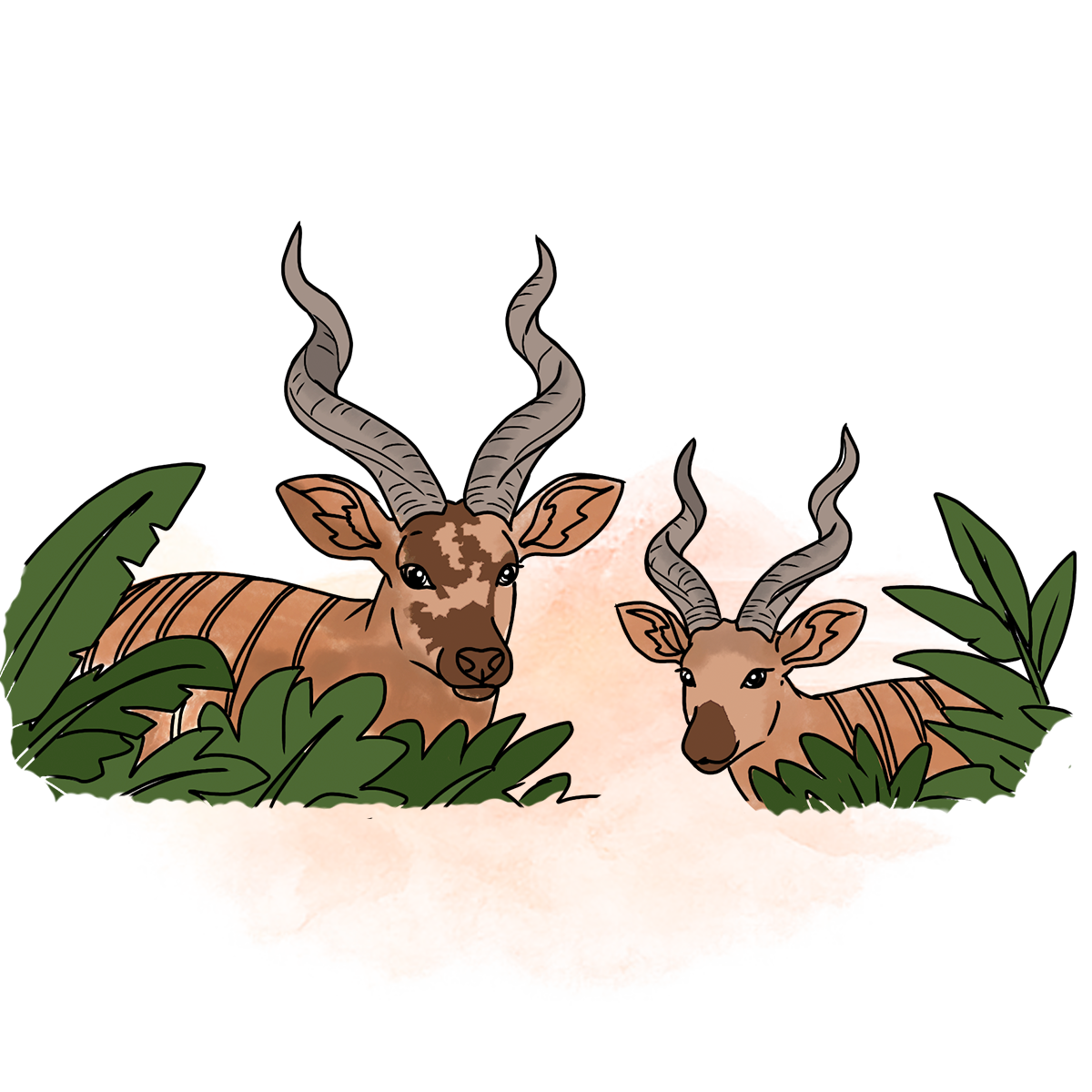 Illustration of mountain bongo partially visible between foliage