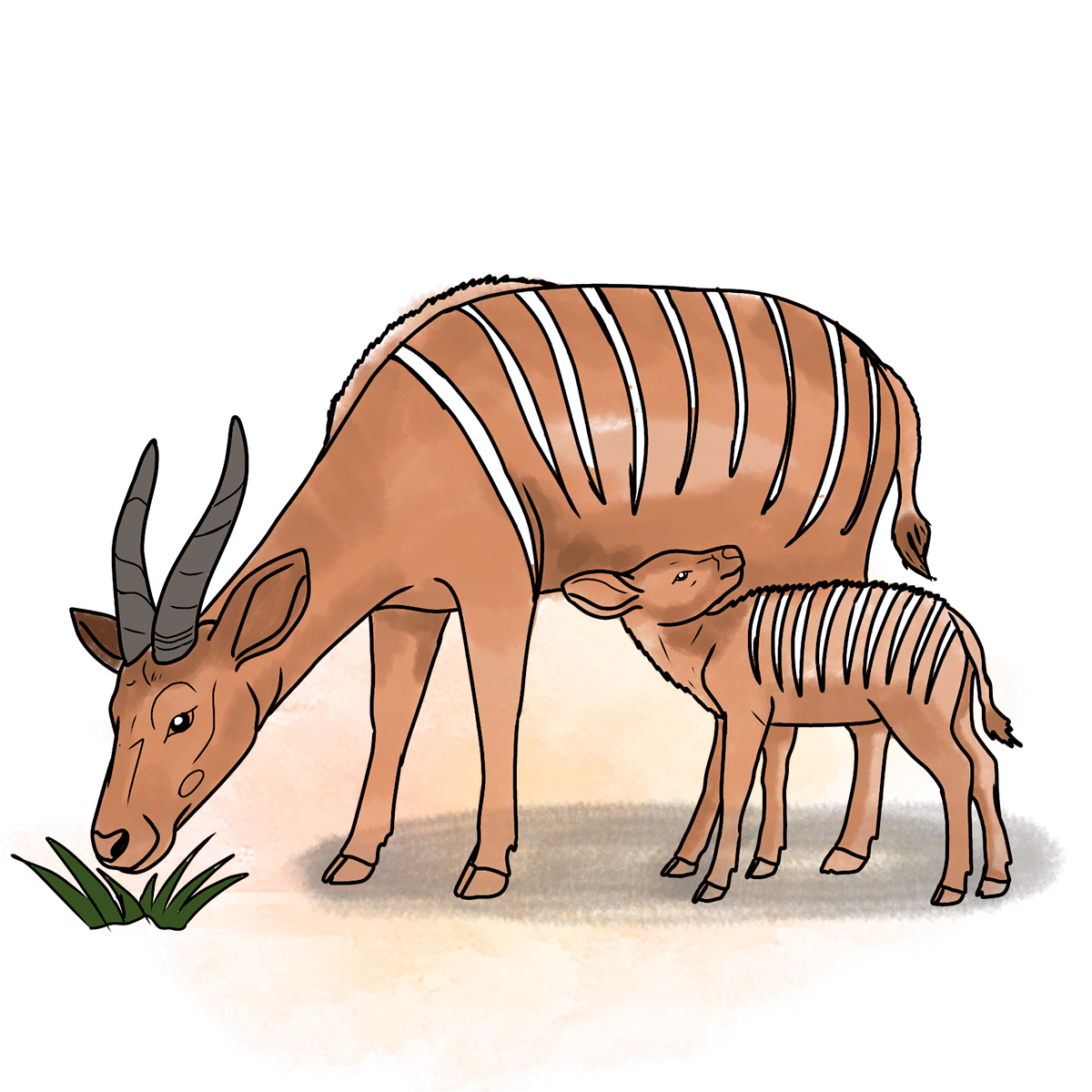 Illustration of adult bongo and calf together