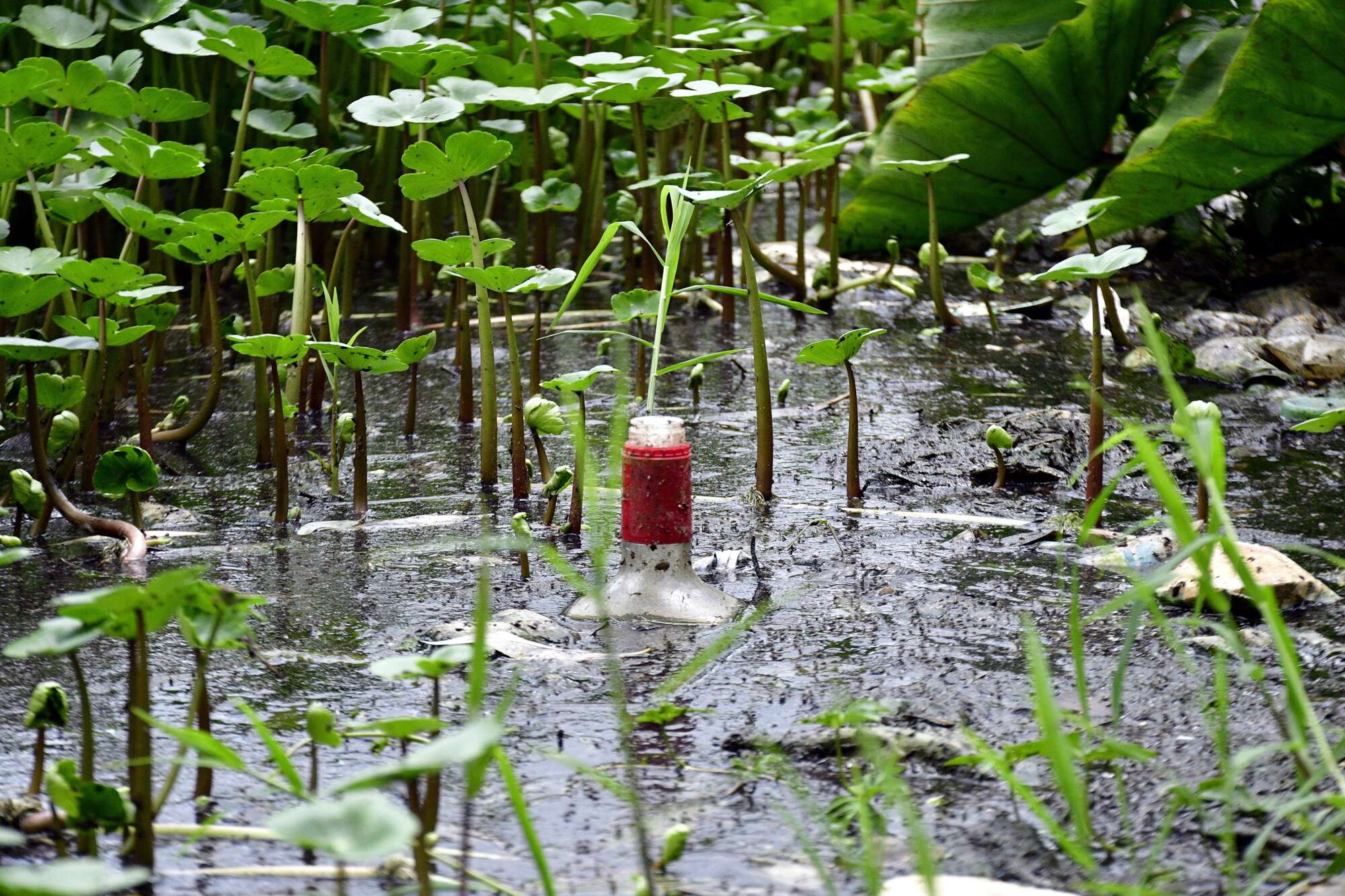 Nairobi Dam pollution