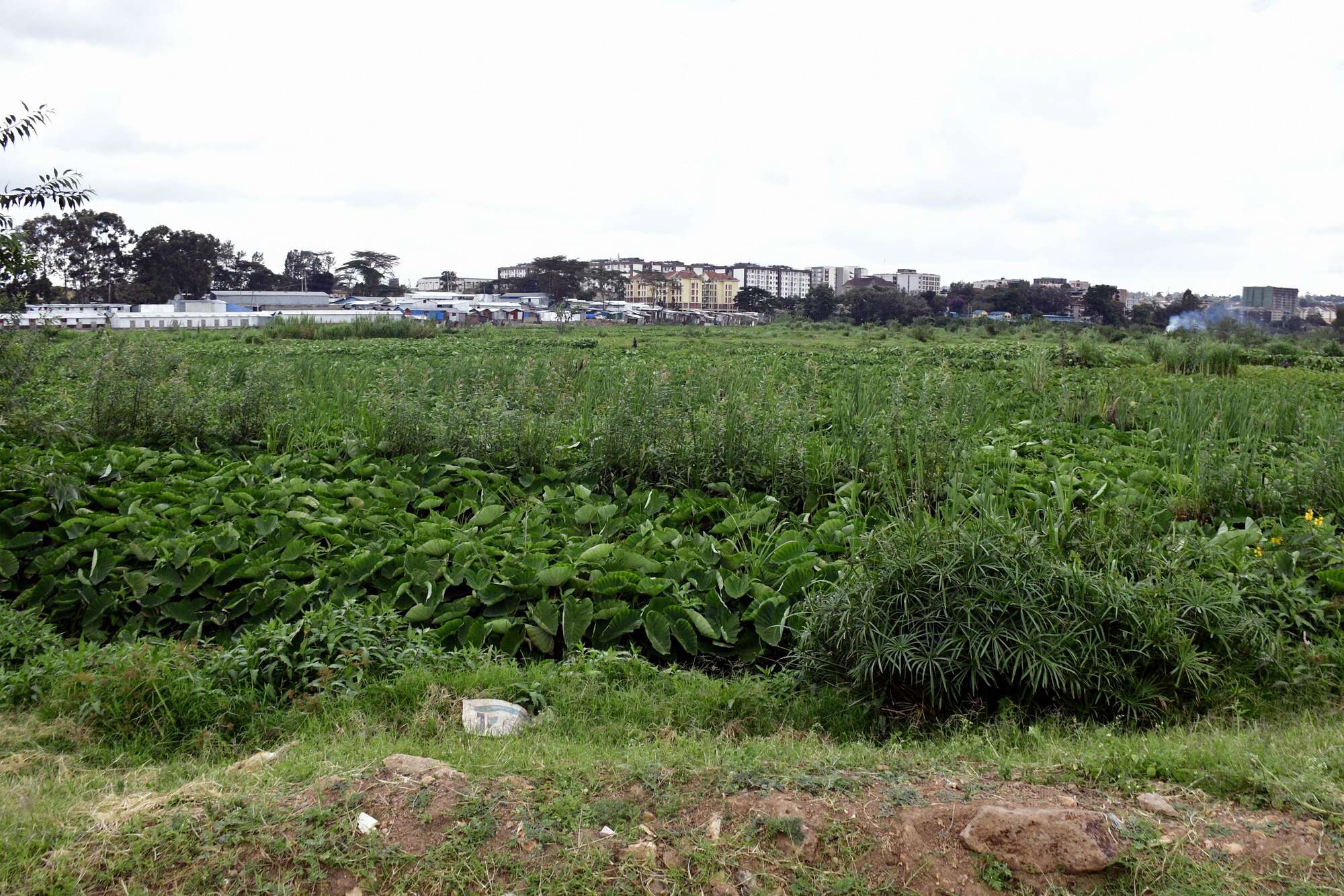 Farms on Nairobi Dam